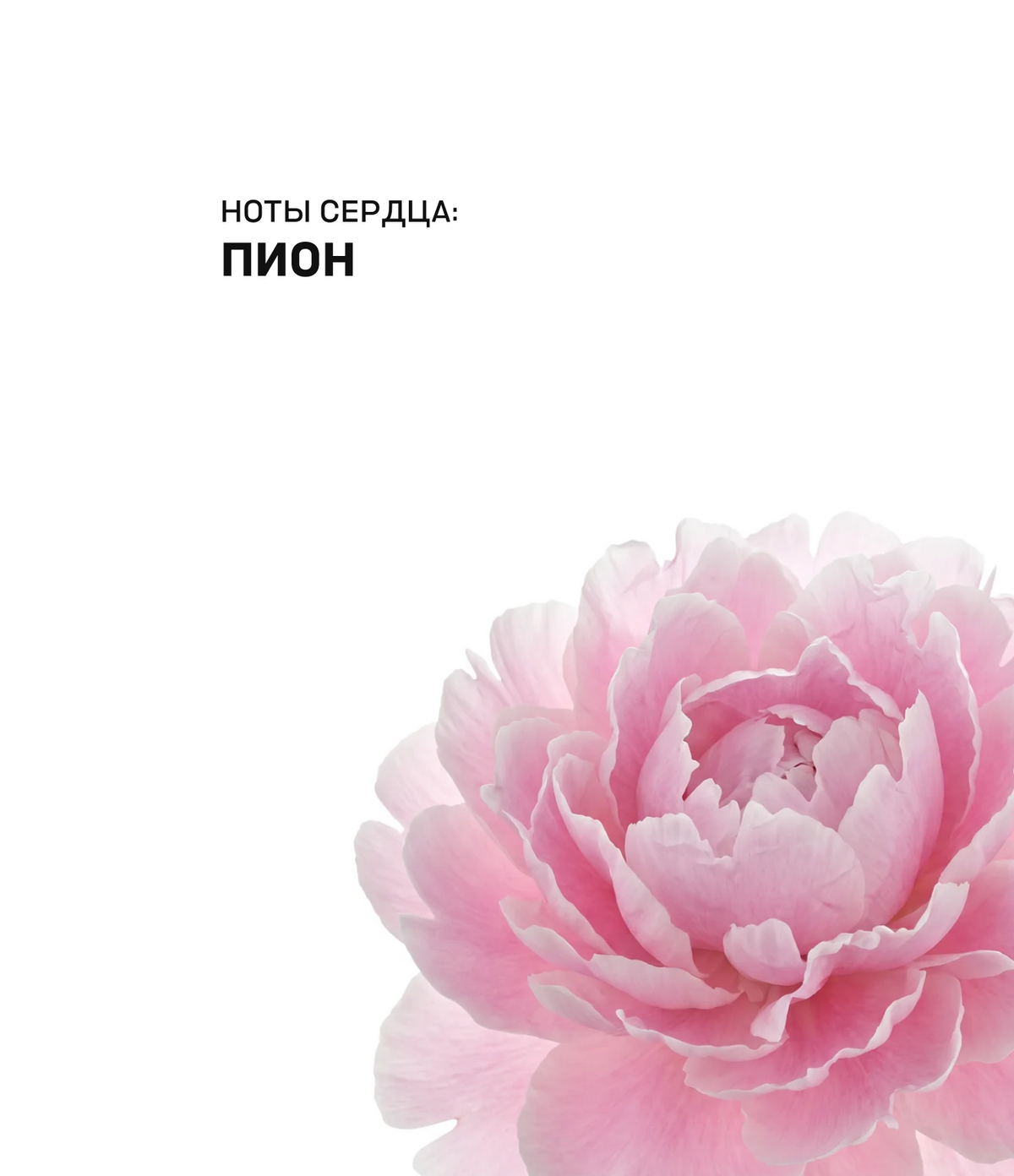 Аромат для дома SECRET